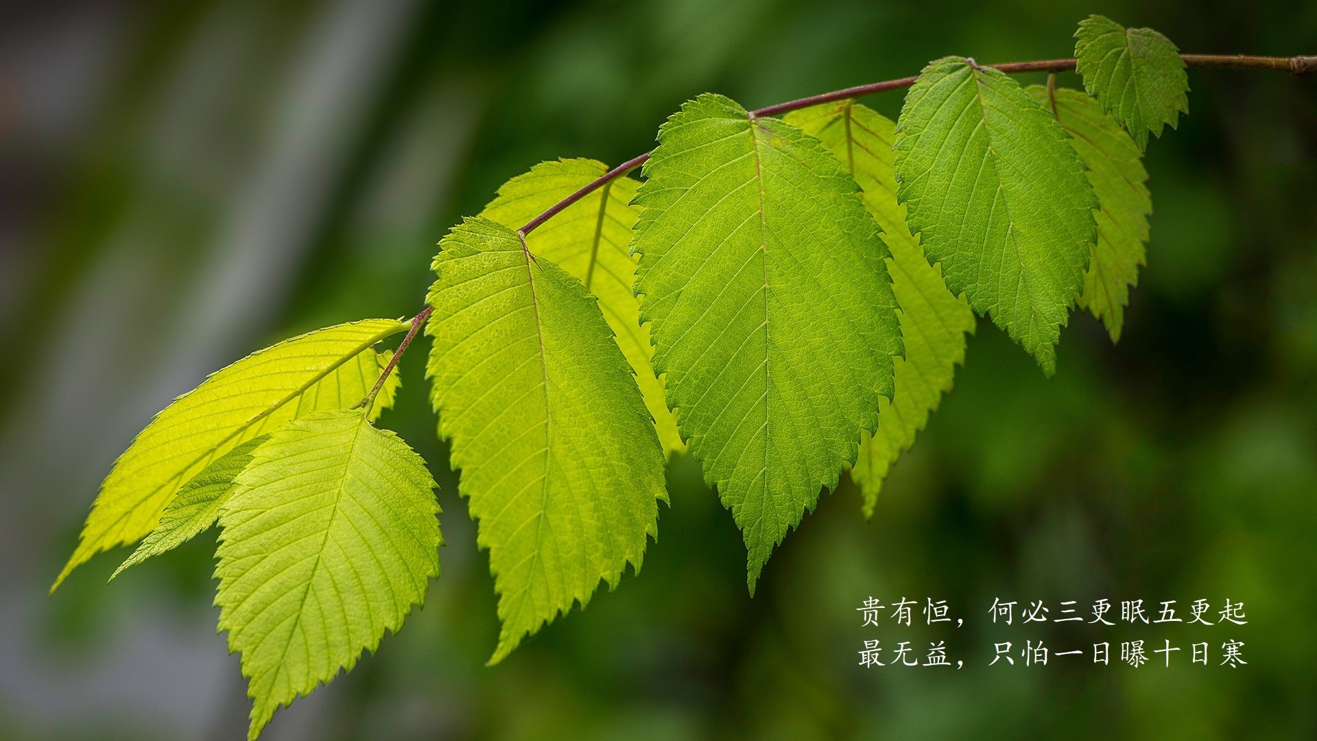 女篮世界杯半决赛，中国淘汰澳大利亚挺进决赛，女蓝半决赛