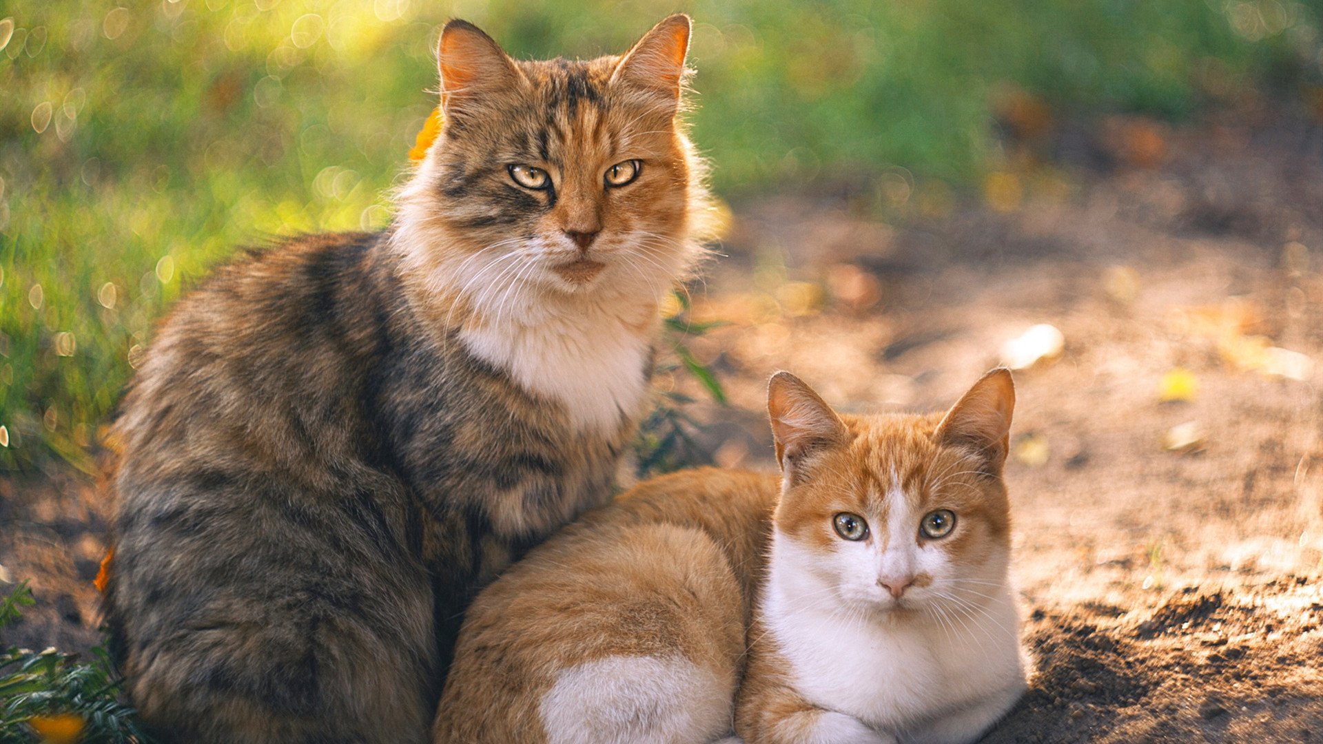 掘金赛季前发布球队誓言激励全队奋斗目标,掘金球队名单