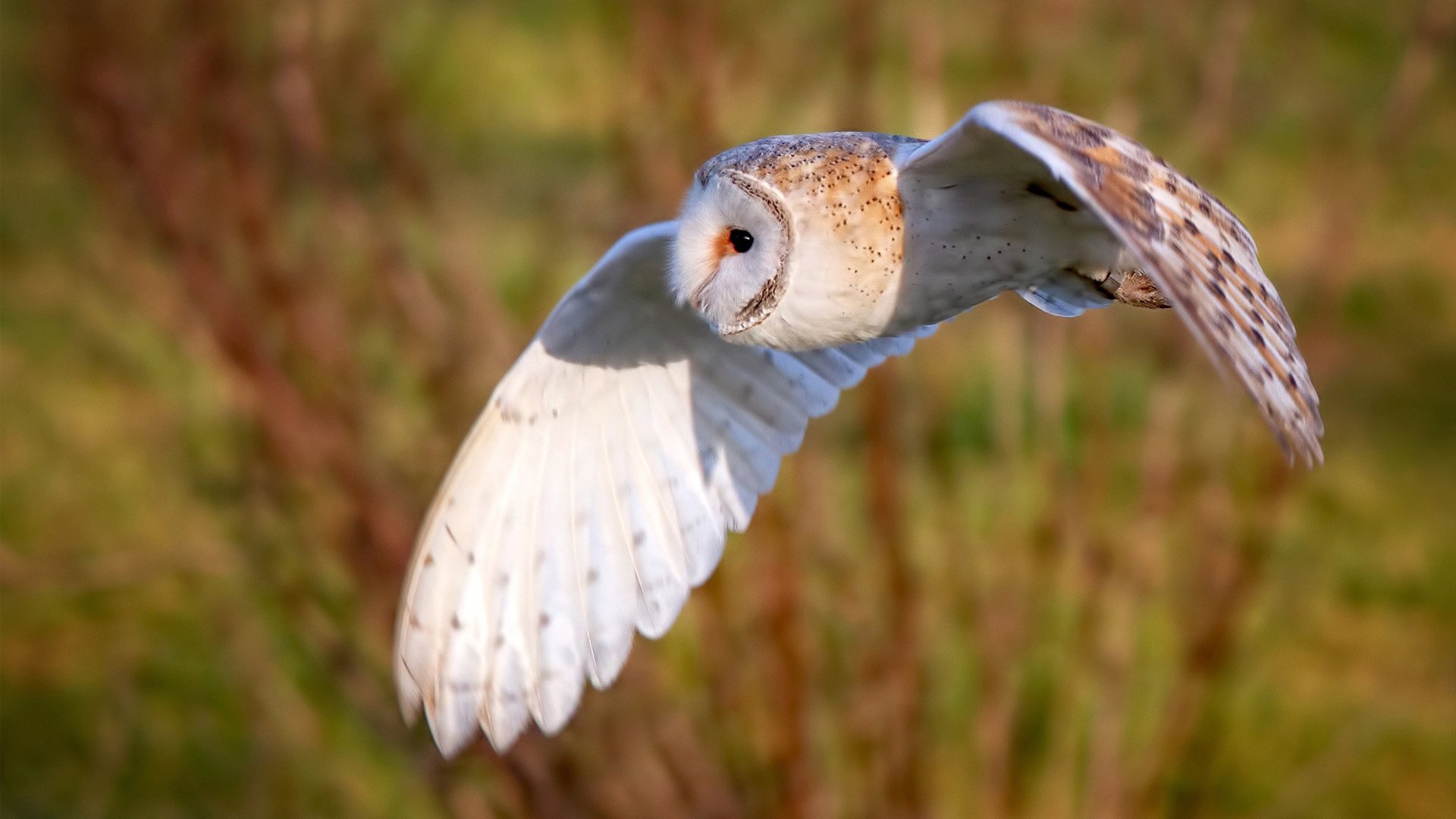 开云kaiyun-朝鲜蝶泳项目发挥持续稳定，朝鲜游泳