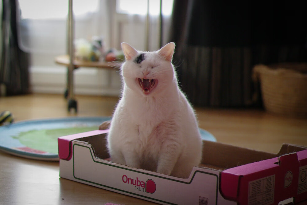 英超冠军的最后一搏:悬念持续升级!,英超最后一名能拿多少转播钱