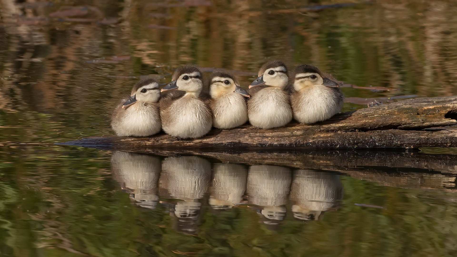 跳水动作干净利落突尼斯顺利晋级,吉尼斯跳水