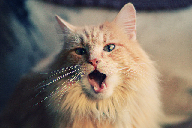 青少年足球赛事优质内容集中推出,激发青少年运动热情,青少年足球锦标赛